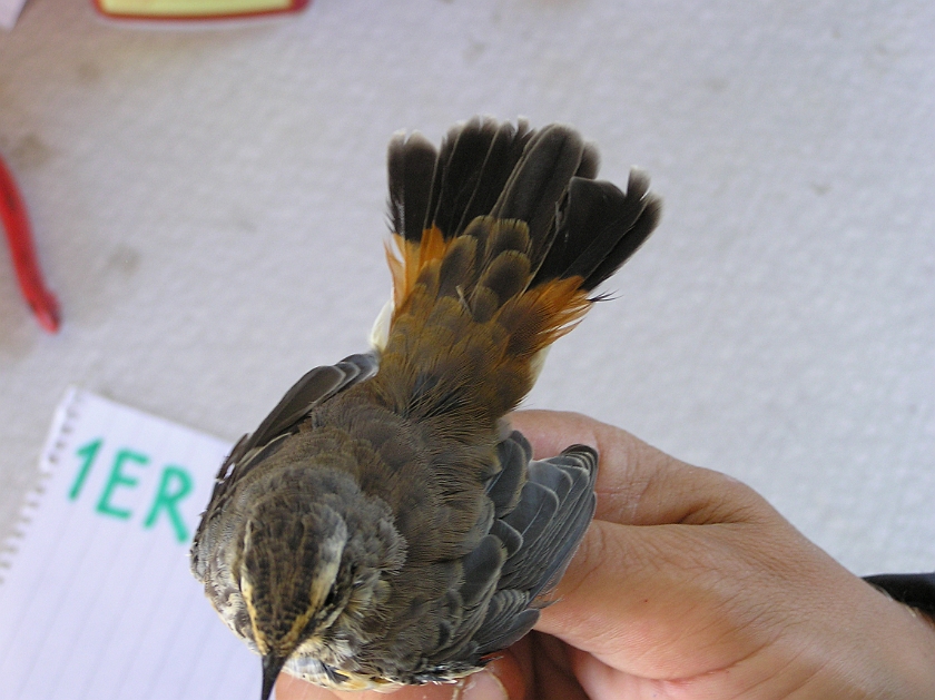 Bluethroat, Sundre 20080801